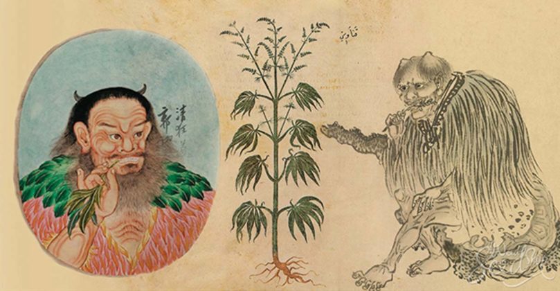 historia marihuany
